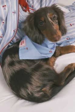 Bandana para cão azul com cerejas
