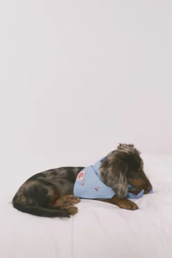 Bandana para cão azul com cerejas