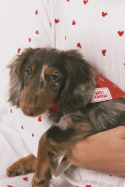 Bandana para cão com corações vermelha